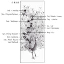 【掛軸（掛軸）】美麗孔雀（套裝：23K金品質認證）|掛軸（掛軸）|開拓堂藝術