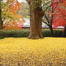 [LEATHER CASE] SHRINK AMBER-YELLOW SOFT SHRINK COWHIDE (SPECIAL ORDER COLOR) | LEATHER WORK | RAKUKEI