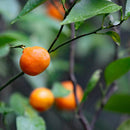 [皮箱]收縮永恆的橙色軟收縮牛皮（特殊訂單顏色）|皮革工作|拉克基