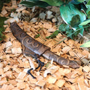 [나이프] Makiri Hideharu Taira | Ainu Crafts | Cikarpe Akan