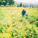 [SCARF] HAND-DYED STOLE WITH NATURAL INDIGO (7 TIMES DYED) | INDIGO DYEING| INDIGO KESENNUMA