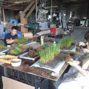 【榻榻米】燈芯草地墊 蝴蝶蘭 紫（M : 200×200cm, L : 200×250cm）