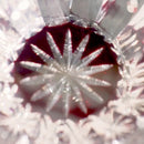 "피해 G 하앗 s 'ぐい呑 (수 D) | 凛然 | 키리코