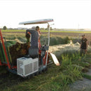 【榻榻米】燈芯草地墊 蝴蝶蘭 紫（M : 200×200cm, L : 200×250cm）