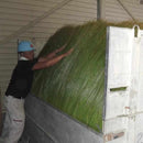 【榻榻米】燈芯草地墊 蝴蝶蘭 紫（M : 200×200cm, L : 200×250cm）