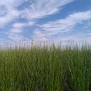 [Tatami] 러시 러그 데님 F 조이 그린 (S: 191 X 191 cm, L: 191 X 250 cm) | 타타미