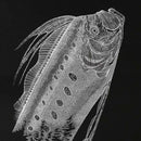 [종이 절단 예술] Kiriken "종이 절단 작업 수집"| 차단