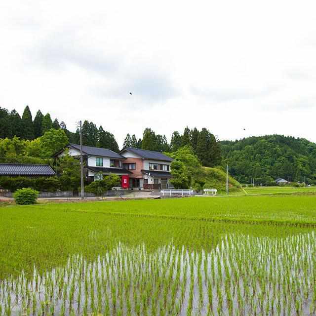 [벽면 장식 (벽면 예술)] Kokemusu 칠기 병풍 C | Wajima 칠기