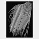 [การตกแต่งผนัง (ผนังผนัง)] Kiriken Oarfish | Masayo Fukuda | ตัดออก