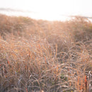 [CHOPSTICKS] WENGE OCTAGON HASHIKURA SEASON01 PALE PINK (22.5cm) | MATSUKAN | WAKASA LACQUERED CHOPSTICKS