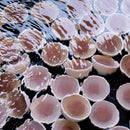 [CHOPSTICKS] WENGE OCTAGON HASHIKURA SEASON01 PURPLE (22.5cm) | MATSUKAN | WAKASA LACQUERED CHOPSTICKS