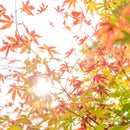 [젓가락] Wenge 옥타곤 하시 쿠라 계절 01 오렌지 (22.5cm) | 마쓰칸 | 와카 사 칠기