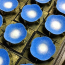 [SMALL DISH (PLATE)]  SAUCER (NAVY BLUE) SET OF 2 | OWARI CLOISONNE