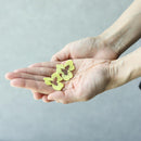 [ต่างหู] Pansy Double Cherry Blossoms (S) สีเหลือง | Kyoto Yuzen Dyeing | morphosphere