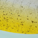 [ORIGAMI] PAPER SEASHELL BOWL SUNAGO YELLOW | YUSHIMA-ART | DECORATIVE PAPER