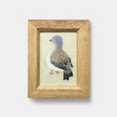 [藝術]鴿子| Kaga Yuzen | J.Flavor * Hiroyuki Kikuta