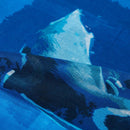 [ขโมย] เพนกวินฝ้าย (การเต้นรำน้ำ 1) | การย้อมสี Kyo Yuzen | Nogiguchi Kihei