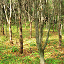 [SMALL DISH] UNSOUDO WOODBLOCK PRINT ANIMAL SERIES | LACQUERWARE | ISUKE