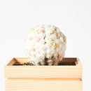 [PRESERVED FLOWER] CHAWAKA MARI WHITE PLUM | UJI TEA AND FLORAL DESIGN| CHAWAKA KYOTO UJI